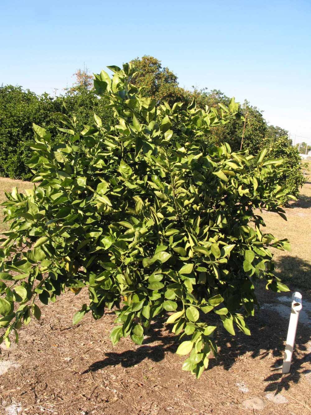            Habit (Winter Haven, FL)   